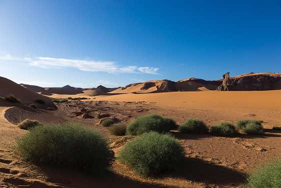 Desert vegetation, Moul Naga, Tadrart region, Tassili n' Ajjer National Park, Sahara, North Africa