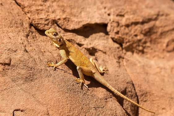 Agama lizard, Tadrart region, Tassili n ́Ajjer National Park, Sahara, North Africa