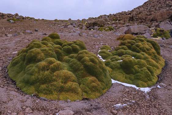 Llareta (Azorella compacta), a very slow growing plant that lives at altitudes around 4000m