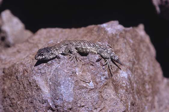 Lizard, Lauca National Park