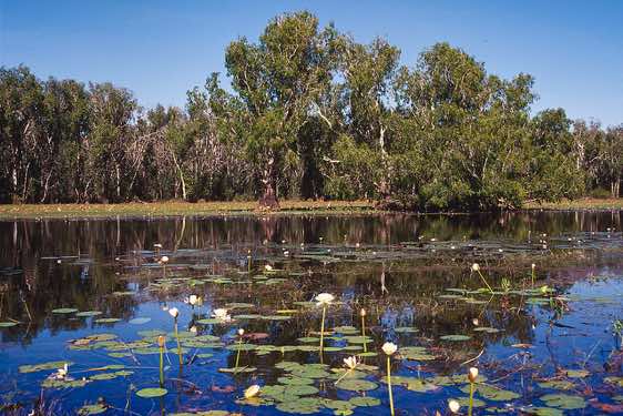 Wetlands at Yellow Water in Kakadu National Park, Northern Territory