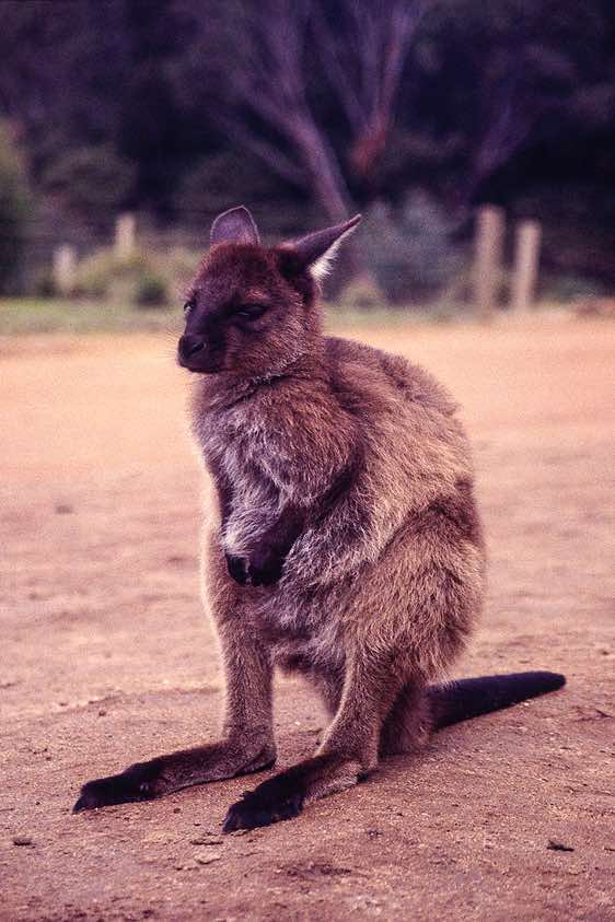 Young Kangaroo on Kangaroo Island, South Australia
