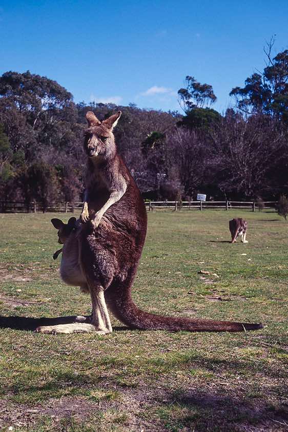 Kangaroo, Grampians National Park, Victoria