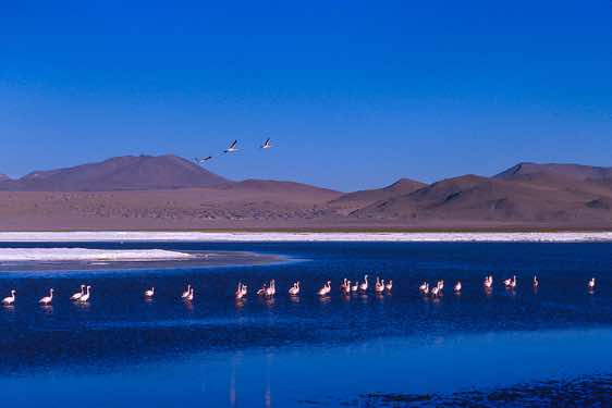 Flamingos, Laguna Colorada, 4278m