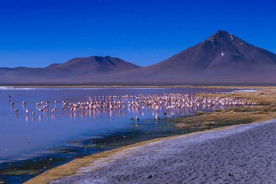Flamingos, Laguna Colorada
