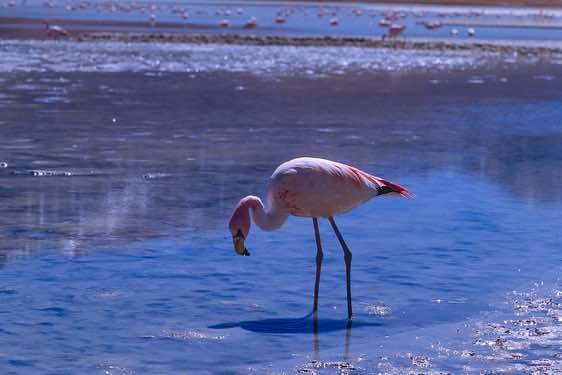James's Flamingos (Phoenicoparrus jamesi), Laguna Hedionda