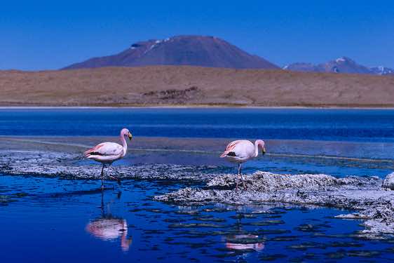 Flamingos, Laguna Cañapa