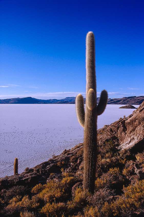 Giant cactus, Salar de Uyuni