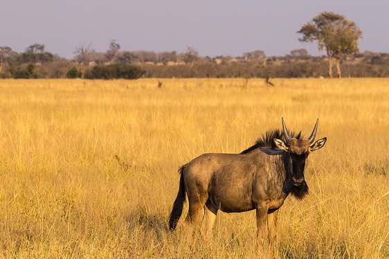 Wildebeest, Savuti region, Chobe National Park