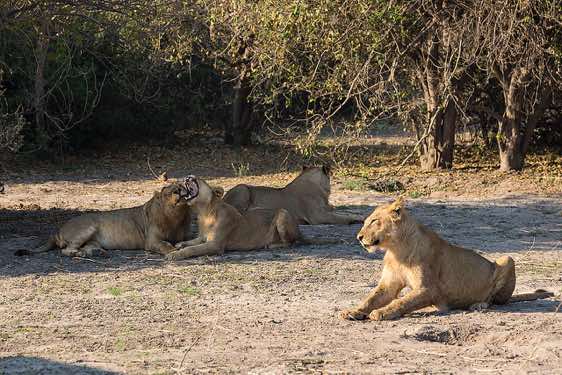 Group of lions, Chobe National Park