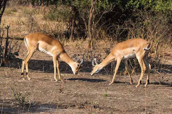 Impalas, Chobe National Park