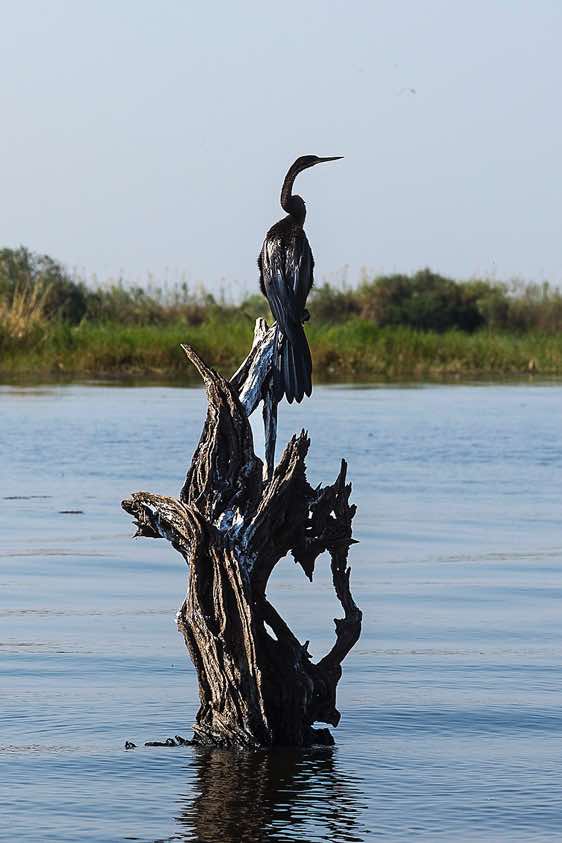 African darter (Anhinga rufa), Chobe River, Chobe National Park
