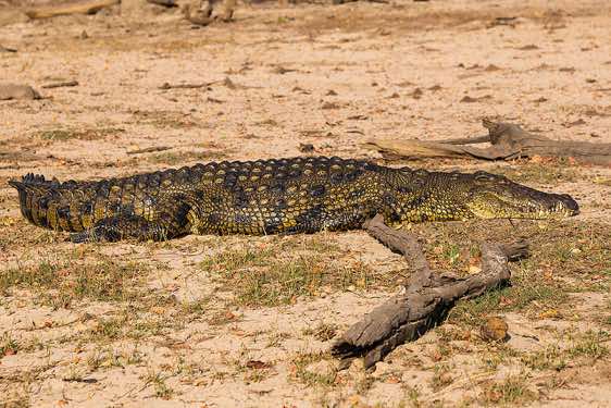 Nile crocodile on the banks of the Chobe River, Chobe National Park