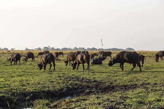 Herd of buffalos, Chobe River, Chobe National Park