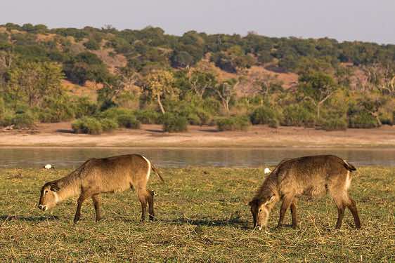 Female waterbucks, Chobe River, Chobe National Park
