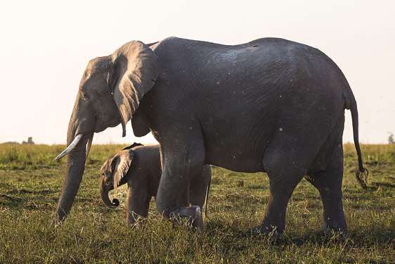 Elephants, Chobe River, Chobe National Park