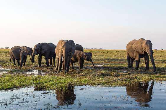 Group of elephants, Chobe River, Chobe National Park