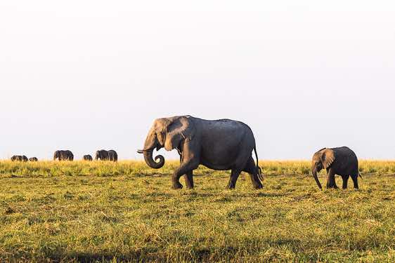Elephants, Chobe River, Chobe National Park