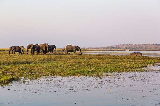 Group of elephants on the banks of the Chobe River, Chobe National Park