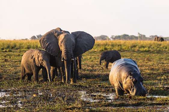 Hippopotamous with elephants on the banks of the Chobe River, Chobe National Park