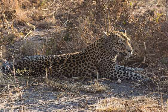 Leopard, Savuti region, Chobe National Park