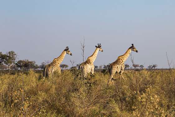 Giraffes, Savuti region, Chobe National Park