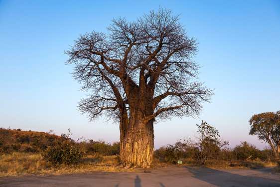 Baobab tree (Adansonia digitata), Savuti region, Chobe National Park
