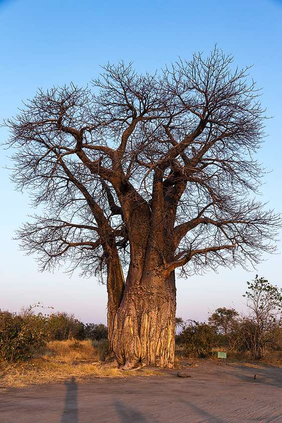 Baobab tree (Adansonia digitata), Savuti region, Chobe National Park