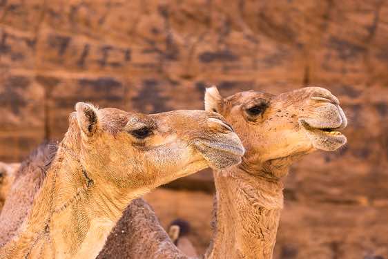Camels at Guelta d’Archei, Ennedi Mountains, northeastern Chad