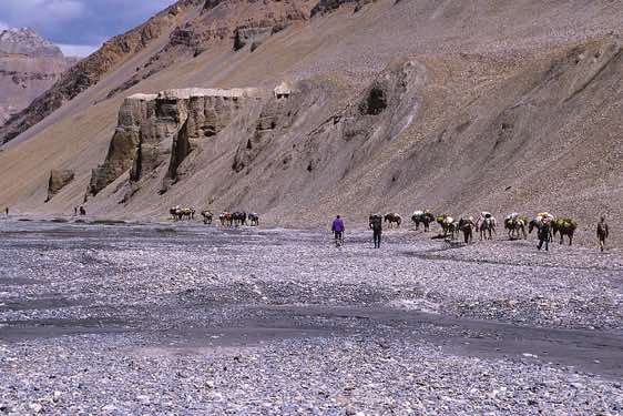 Horses, Pare Chu valley, Spiti to Ladakh Trek
