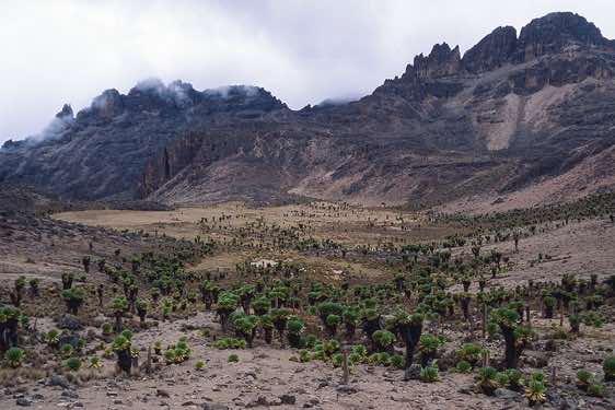 Valley of giant groundsels, Chogoria route