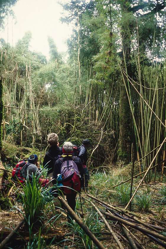 Inside the dense bamboo forest, Burguret route