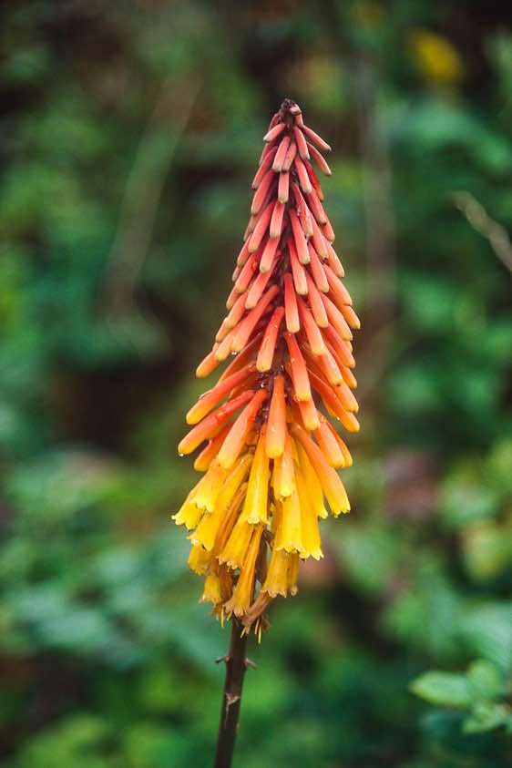 Colourful red hot poker, Burguret route