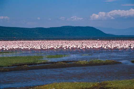 Flamingos, Lake Nakuru National Park