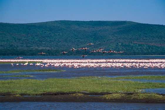 Flamingos, Lake Nakuru National Park