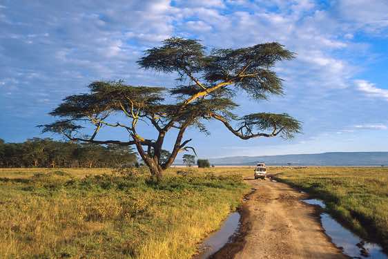 Acacia tree, Lake Nakuru National Park
