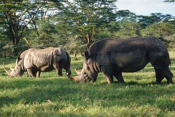 Rhinoceros, Lake Nakuru National Park