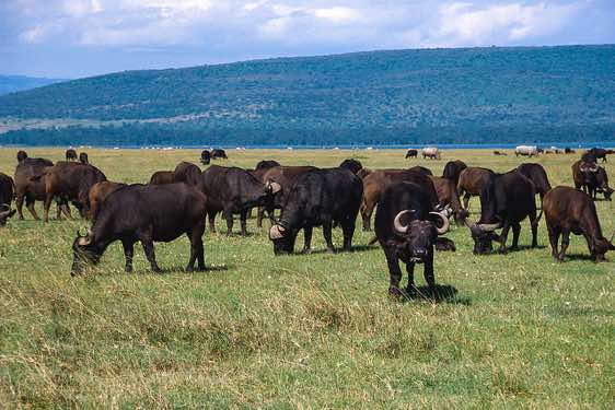 Buffalos, Lake Nakuru National Park