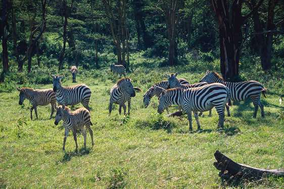 Burchell's zebras, Lake Nakuru National Park