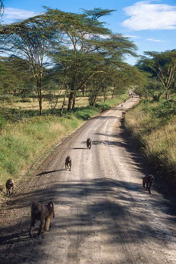 Baboons, Nakuru National Park