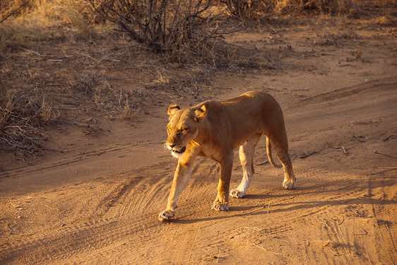 Female lion, Samburu National Reserve