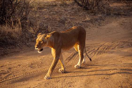 Female lion, Samburu National Reserve