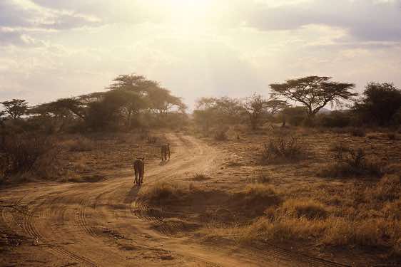 Female lions, Samburu National Reserve