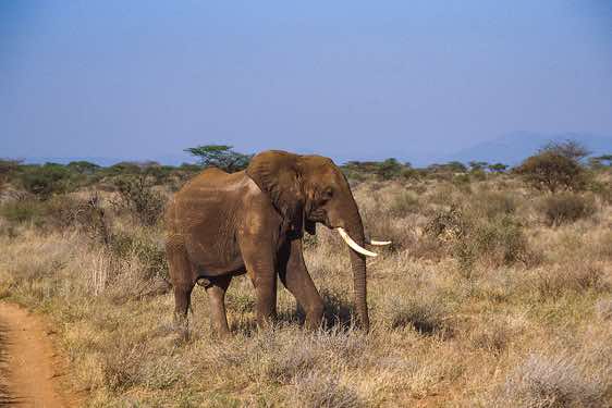 Elephant, Samburu National Reserve