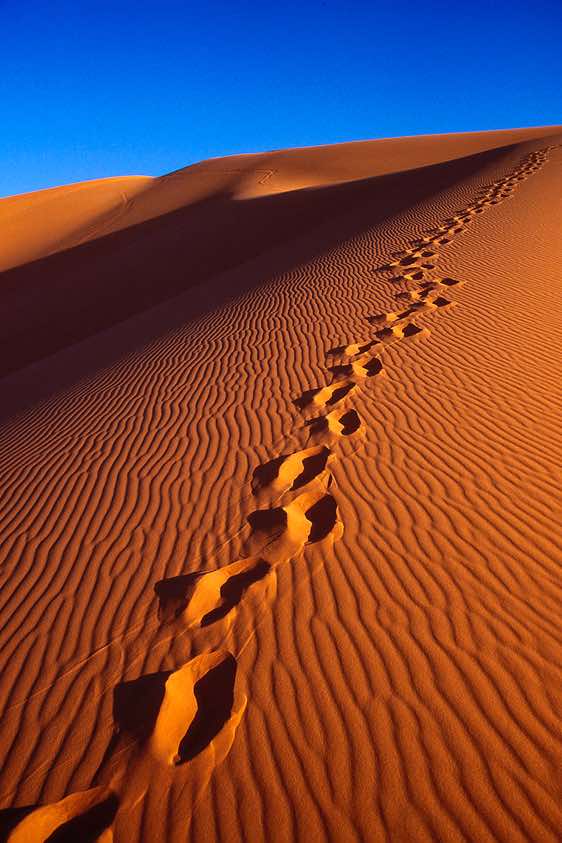 Footprints, Murzuq Sand Sea (Edeyen Murzuq)