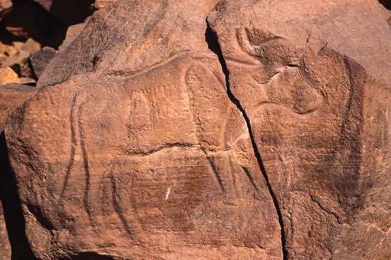 Cattle rock carving, Wadi Matkhandush, Messak Settafet