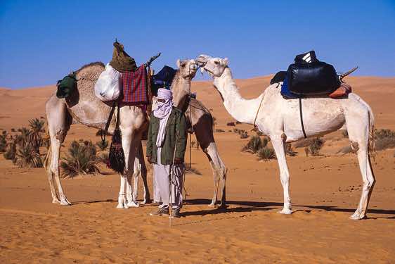 Camels, Ubari Sand Sea (Edeyen Ubari)