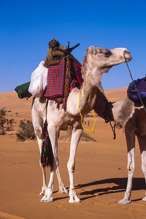 Camel, Ubari Sand Sea (Edeyen Ubari)