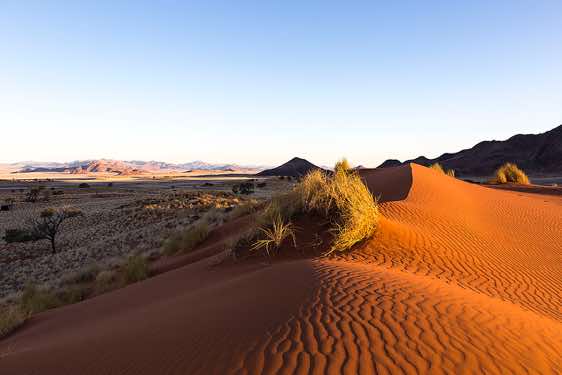 The red dunes of NamibRand at sunset, NamibRand Nature Reserve, Namib Desert