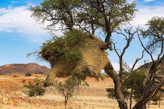 A large social weaver bird nest growing in a acacia tree, NamibRand Nature Reserve, Namib Desert